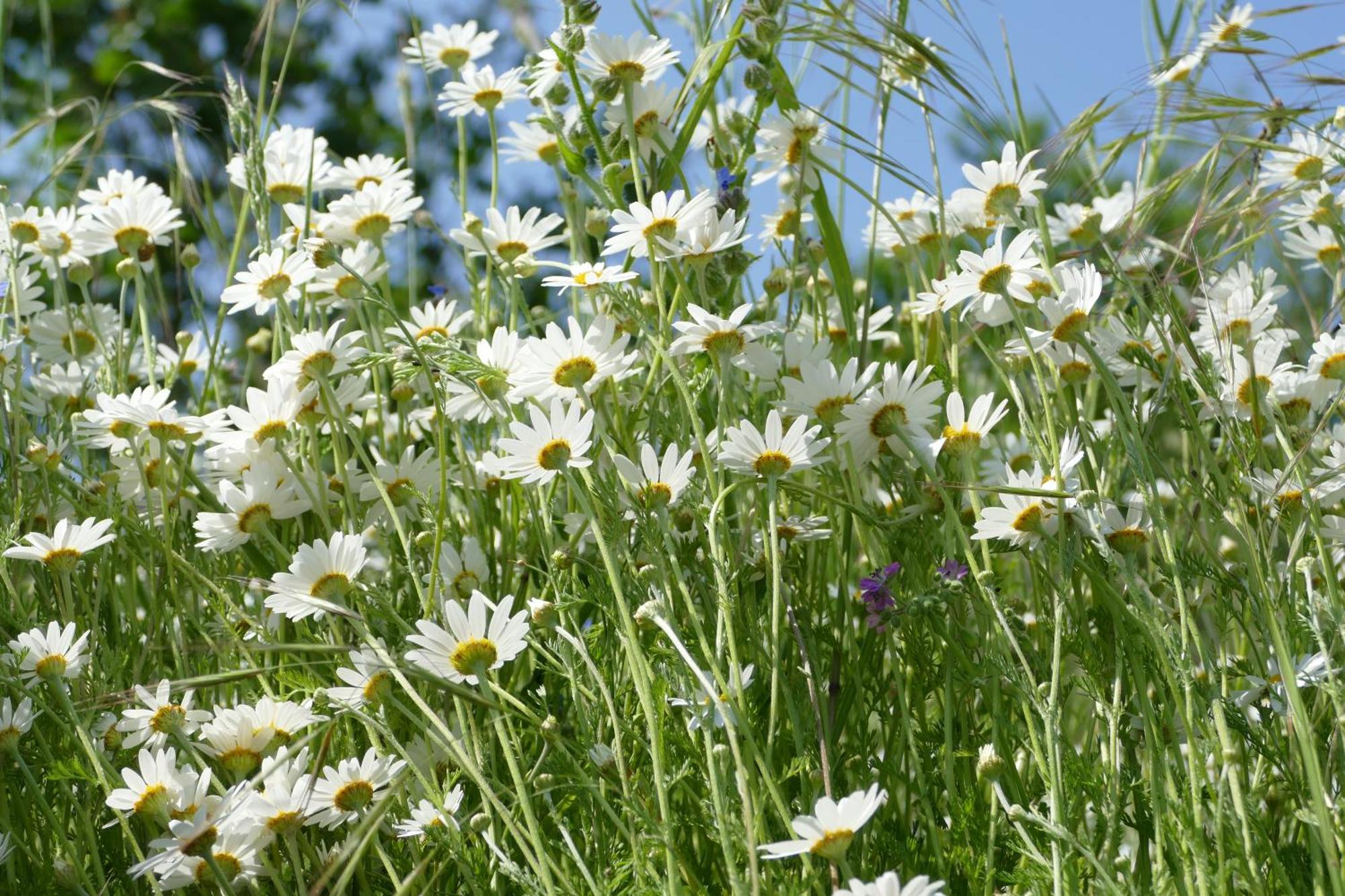 Naturgarten Karlsfeld In Der Schoenen Lausitz Welzow Zewnętrze zdjęcie